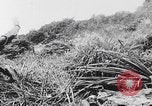 Image Des soldats explose des trous de renards japonais à Angaur WW2 Îles Palaos d'Angaur, 1944, de la seconde 8 séquences d'archives historiques vidéo 65675080164