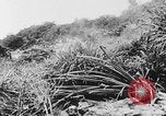 Image Des soldats explose des trous de renards japonais à Angaur WW2 Îles Palaos d'Angaur, 1944, de la seconde 9 séquences d'archives historiques vidéo 65675080164