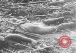 Image Des soldats explose des trous de renards japonais à Angaur WW2 Îles Palaos d'Angaur, 1944, de la seconde 61 séquences d'archives historiques vidéo 65675080164