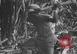 Standbild Schlacht von Angaur Dschungel Landepiste Angaur Palau Inseln, 1944, aus Sekunde 26 historischem Filmmaterial Videoclip 65675080166