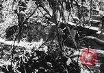 Standbild Schlacht von Angaur Dschungel Landepiste Angaur Palau Inseln, 1944, aus Sekunde 33 historischem Filmmaterial Videoclip 65675080166