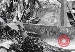 Standbild Schlacht von Angaur Dschungel Landepiste Angaur Palau Inseln, 1944, aus Sekunde 42 historischem Filmmaterial Videoclip 65675080166