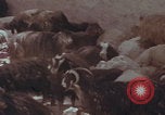 Image of Iran rural healthcare Iran, 1973, second 8 stock footage video 65675080193