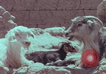Image of Iran rural healthcare Iran, 1973, second 24 stock footage video 65675080193