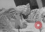 Image of Operation Crossroads Bikini Atoll Bikini Atoll Marshal Islands, 1946, second 45 stock footage video 65675080278