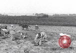 Image of Palestine farmers digging Palestine, 1946, second 1 stock footage video 65675080297