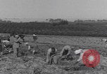 Image of Palestine farmers digging Palestine, 1946, second 3 stock footage video 65675080297