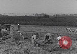 Image of Palestine farmers digging Palestine, 1946, second 4 stock footage video 65675080297