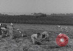 Image of Palestine farmers digging Palestine, 1946, second 5 stock footage video 65675080297