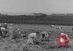 Image of Palestine farmers digging Palestine, 1946, second 6 stock footage video 65675080297