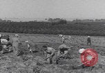 Image of Palestine farmers digging Palestine, 1946, second 8 stock footage video 65675080297
