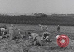 Image of Palestine farmers digging Palestine, 1946, second 9 stock footage video 65675080297