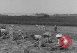 Image of Palestine farmers digging Palestine, 1946, second 10 stock footage video 65675080297