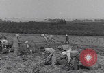 Image of Palestine farmers digging Palestine, 1946, second 11 stock footage video 65675080297