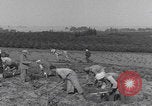 Image of Palestine farmers digging Palestine, 1946, second 12 stock footage video 65675080297