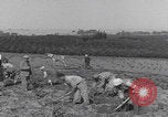 Image of Palestine farmers digging Palestine, 1946, second 13 stock footage video 65675080297