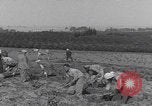Image of Palestine farmers digging Palestine, 1946, second 14 stock footage video 65675080297