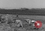 Image of Palestine farmers digging Palestine, 1946, second 15 stock footage video 65675080297