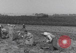 Image of Palestine farmers digging Palestine, 1946, second 16 stock footage video 65675080297