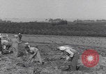 Image of Palestine farmers digging Palestine, 1946, second 18 stock footage video 65675080297