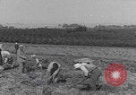 Image of Palestine farmers digging Palestine, 1946, second 19 stock footage video 65675080297