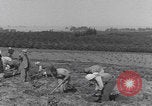 Image of Palestine farmers digging Palestine, 1946, second 20 stock footage video 65675080297