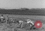 Image of Palestine farmers digging Palestine, 1946, second 21 stock footage video 65675080297
