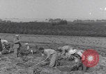Image of Palestine farmers digging Palestine, 1946, second 22 stock footage video 65675080297