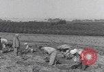 Image of Palestine farmers digging Palestine, 1946, second 23 stock footage video 65675080297