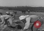 Image of Palestine farmers digging Palestine, 1946, second 27 stock footage video 65675080297