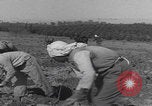 Image of Palestine farmers digging Palestine, 1946, second 28 stock footage video 65675080297