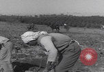 Image of Palestine farmers digging Palestine, 1946, second 30 stock footage video 65675080297