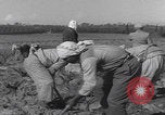 Image of Palestine farmers digging Palestine, 1946, second 34 stock footage video 65675080297