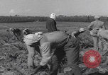 Image of Palestine farmers digging Palestine, 1946, second 35 stock footage video 65675080297