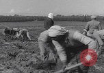 Image of Palestine farmers digging Palestine, 1946, second 36 stock footage video 65675080297