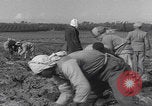 Image of Palestine farmers digging Palestine, 1946, second 37 stock footage video 65675080297