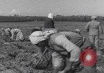 Image of Palestine farmers digging Palestine, 1946, second 38 stock footage video 65675080297