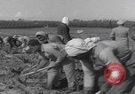 Image of Palestine farmers digging Palestine, 1946, second 39 stock footage video 65675080297