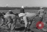 Image of Palestine farmers digging Palestine, 1946, second 41 stock footage video 65675080297
