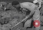 Image of Palestine farmers digging Palestine, 1946, second 46 stock footage video 65675080297