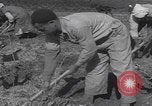 Image of Palestine farmers digging Palestine, 1946, second 47 stock footage video 65675080297