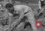 Image of Palestine farmers digging Palestine, 1946, second 50 stock footage video 65675080297