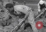 Image of Palestine farmers digging Palestine, 1946, second 51 stock footage video 65675080297