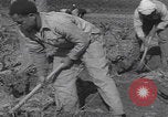 Image of Palestine farmers digging Palestine, 1946, second 53 stock footage video 65675080297