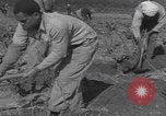 Image of Palestine farmers digging Palestine, 1946, second 54 stock footage video 65675080297
