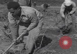 Image of Palestine farmers digging Palestine, 1946, second 55 stock footage video 65675080297