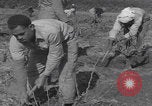 Image of Palestine farmers digging Palestine, 1946, second 56 stock footage video 65675080297