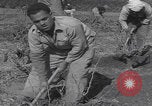 Image of Palestine farmers digging Palestine, 1946, second 57 stock footage video 65675080297