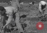 Image of Palestine farmers digging Palestine, 1946, second 58 stock footage video 65675080297