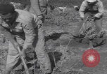 Image of Palestine farmers digging Palestine, 1946, second 61 stock footage video 65675080297